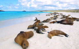 Sea lions at Gardner Bay, Galapagos Islands
