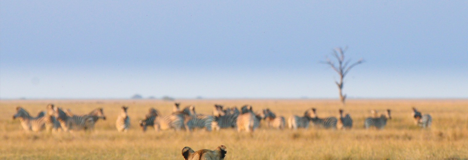 Game Viewing, Chobe National Park, Botswana