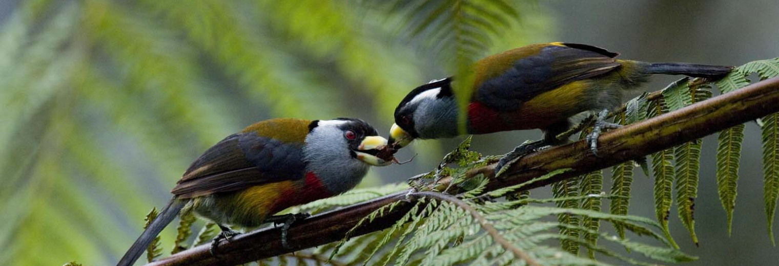 Two Toucan Barbets, Cloudforest, Ecuador