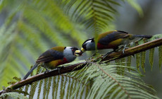 Two Toucan Barbets, Cloudforest, Ecuador