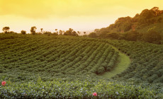 Doka Coffee Plantation, San Jose, Costa Rica