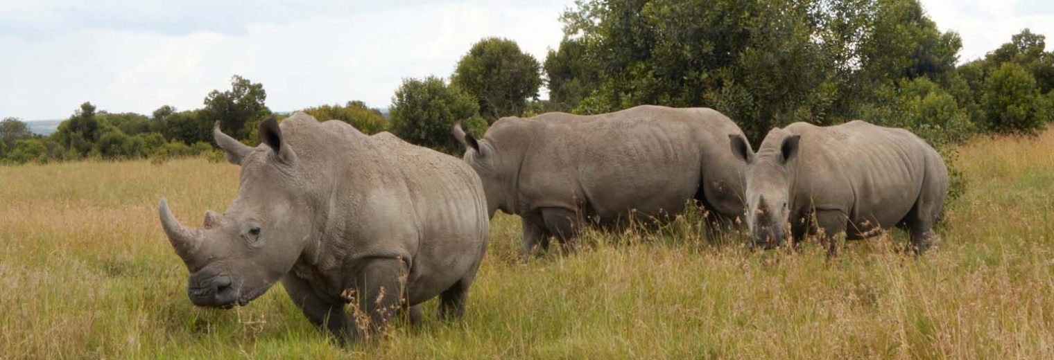 Rhino, Ol Pejeta Conservancy, Kenya