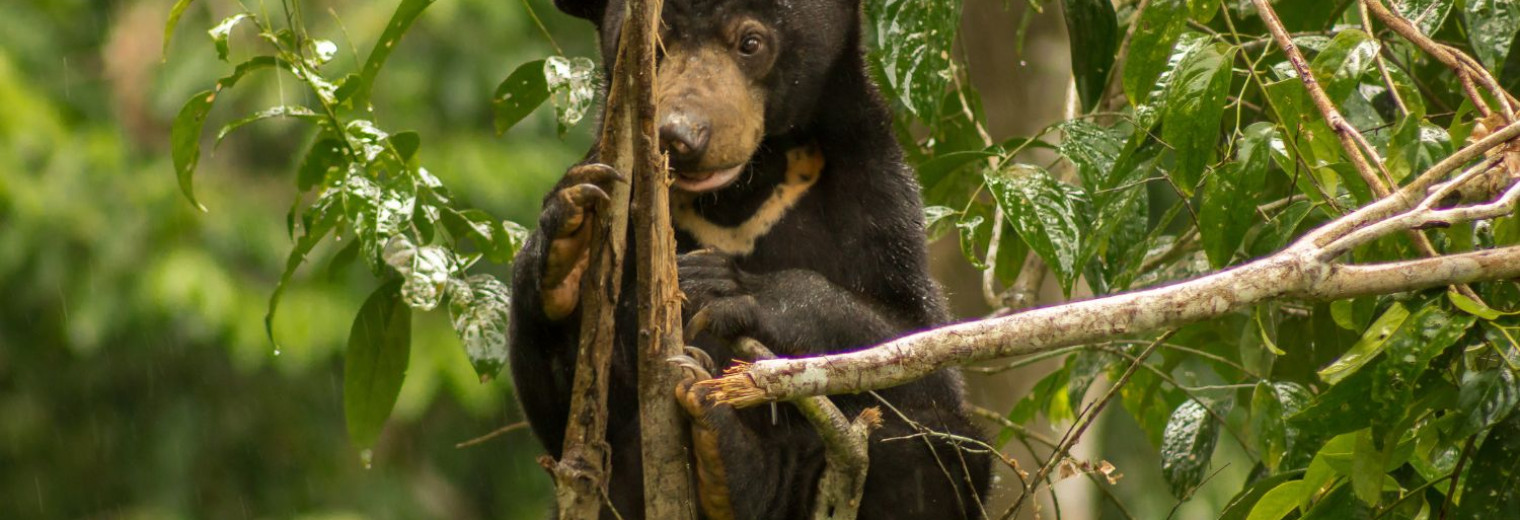 Sun Bear Conservation Centre Sepilok.