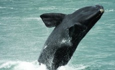 Whale watching, Hermanus, South Africa