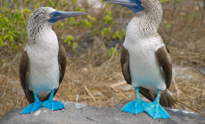 Blue footed booby, Galapagos Islands
