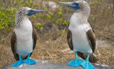 Blue footed booby, Galapagos Islands