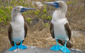 Blue footed booby, Galapagos Islands