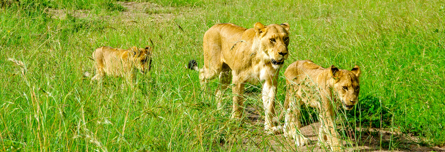 Lions on safari, Kruger, South Africa