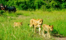 Lions on safari, Kruger, South Africa