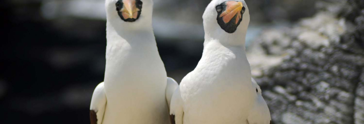 Nazca boobies, Galapagos Islands