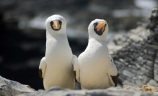 Nazca boobies, Galapagos Islands