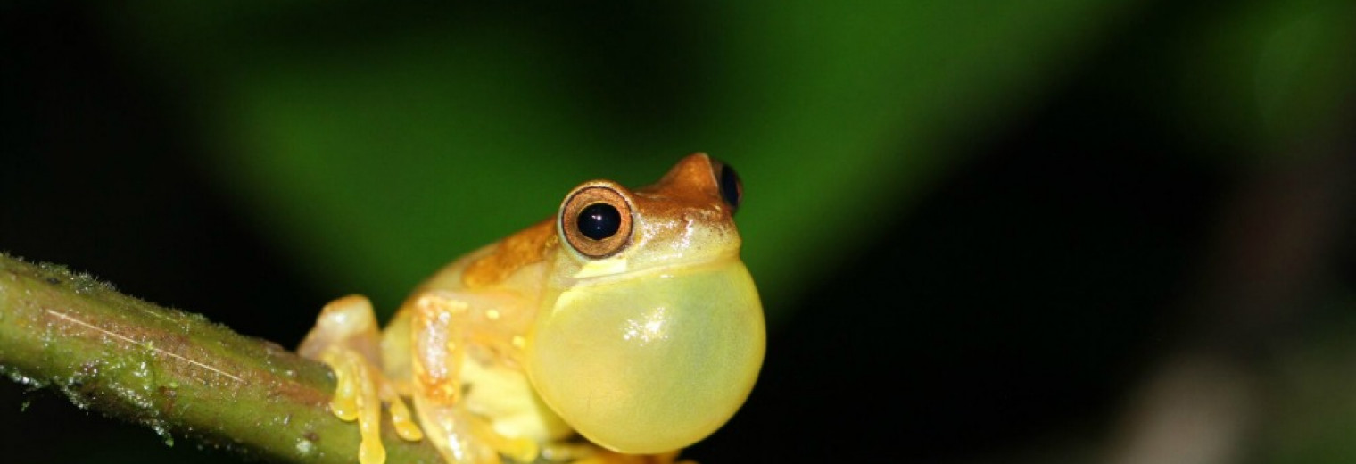 Frog, Villa Blanca Cloud Forest, Costa Rica
