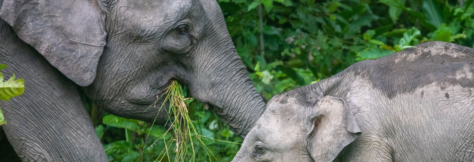 Pygmy elephants, Kinabatangan River.
