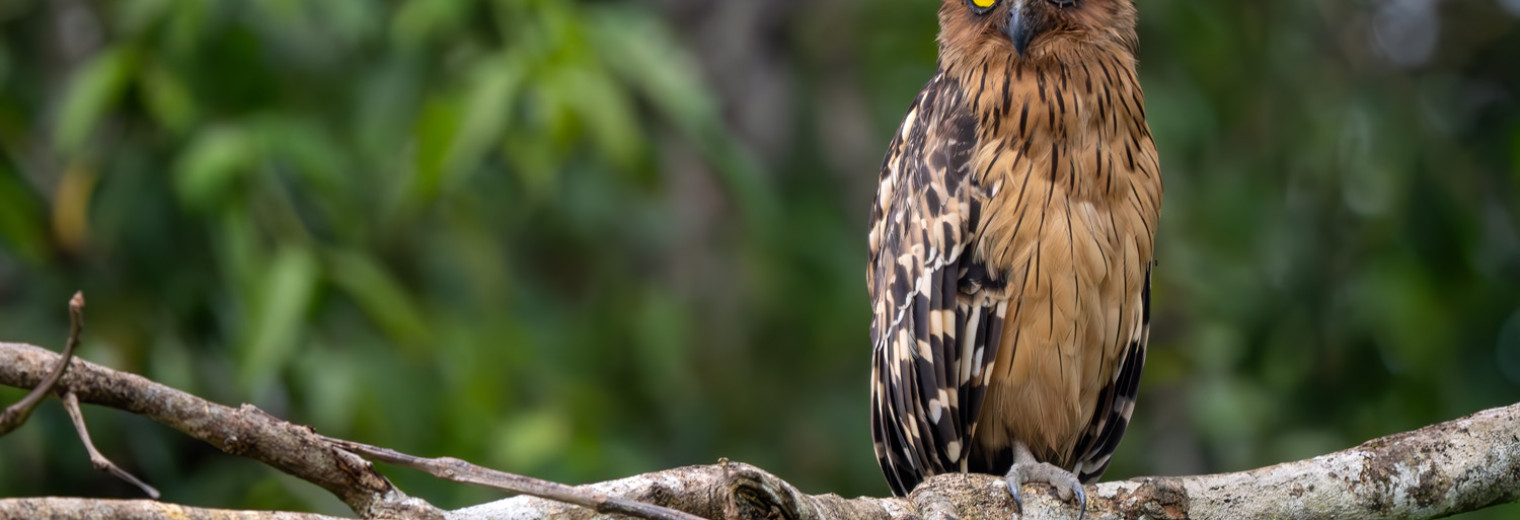Buffy Fish Owl, Kinabatangan River, Borneo