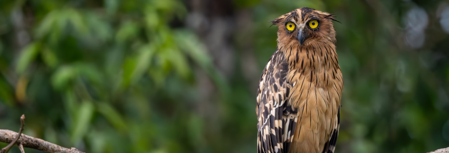Buffy Fish Owl, Kinabatangan River, Borneo