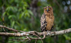 Buffy Fish Owl, Kinabatangan River, Borneo