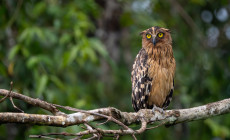 Buffy Fish Owl, Kinabatangan River, Borneo