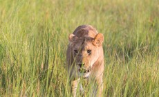 Lion, Okavango Delta, Botswana