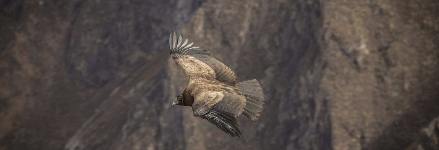 Incas & Conquistadors of Peru + Lake Titicaca + Condors & Convents