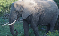 Elephant, Gondwana Game Reserve, South Africa