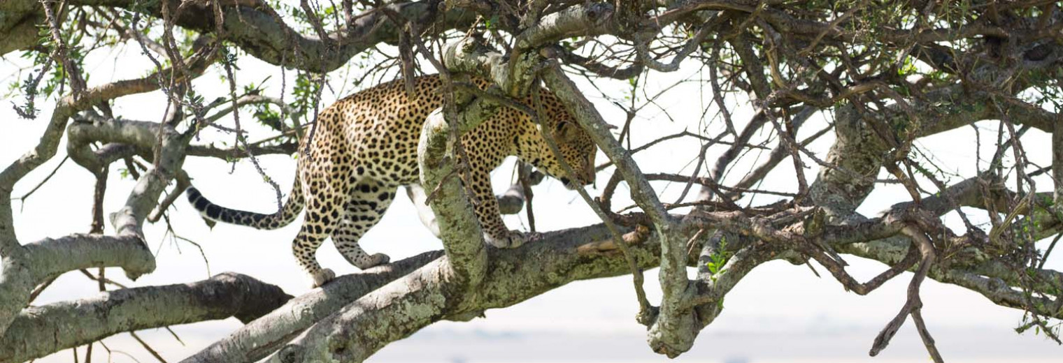 Leopard, Masai Mara, Kenya