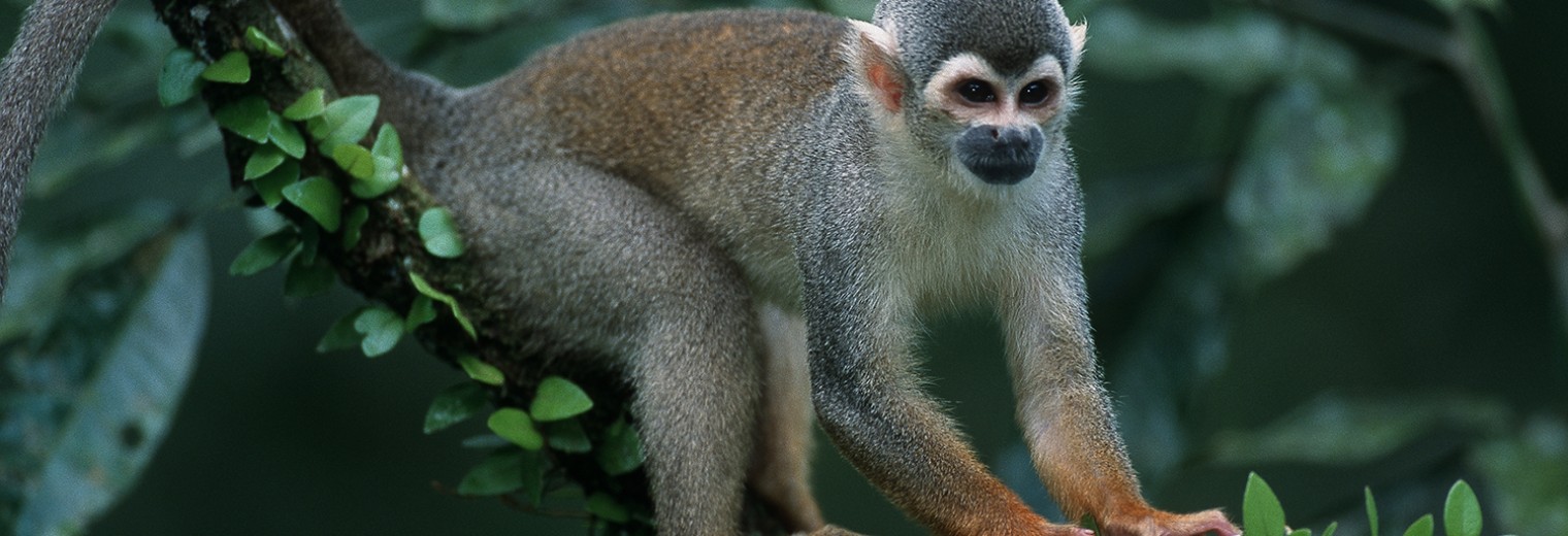 Squirrel monkey, Amazon, Peru © Carl Safina