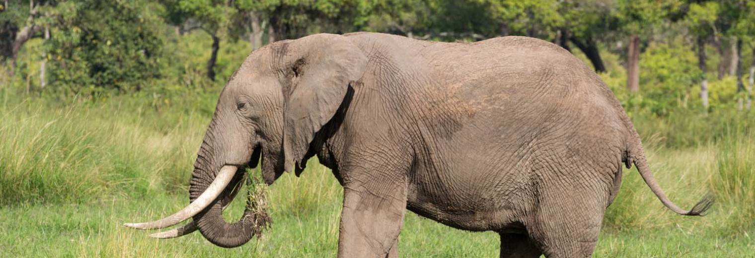 Elephant, Masai Mara, Kenya