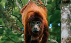Howler monkey, Amazon, Peru ©Alexis Huertas