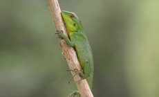 Black Lipped Lizard, Sri Lanka