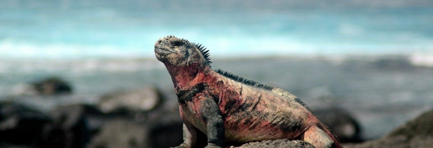 Galapagos Marine Iguana sunbathing