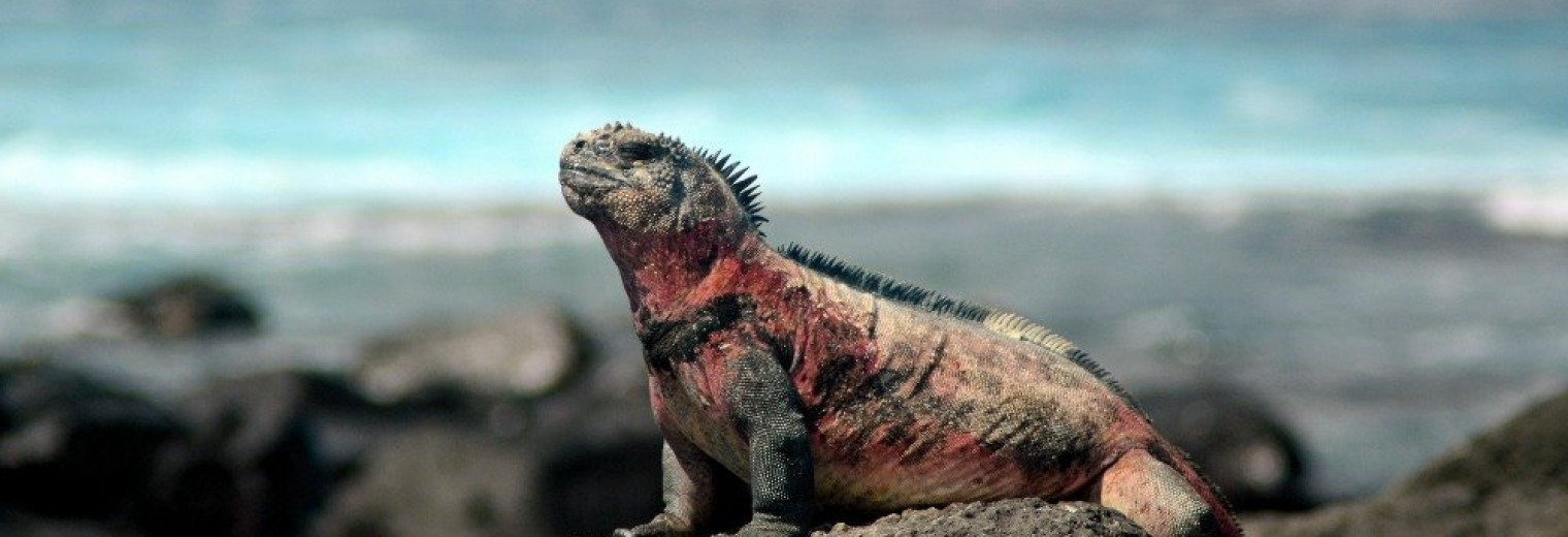 Galapagos Marine Iguana sunbathing