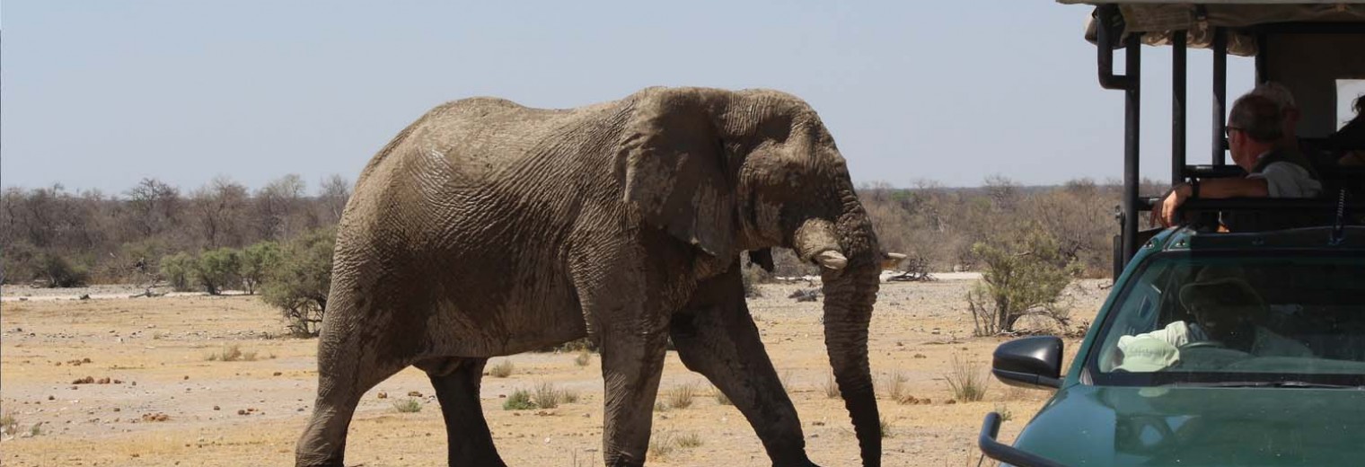 Elephant game drive, Etosha, Namibia, Llama Travel