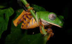 Frog, Amazon Jungle, Ecuador 