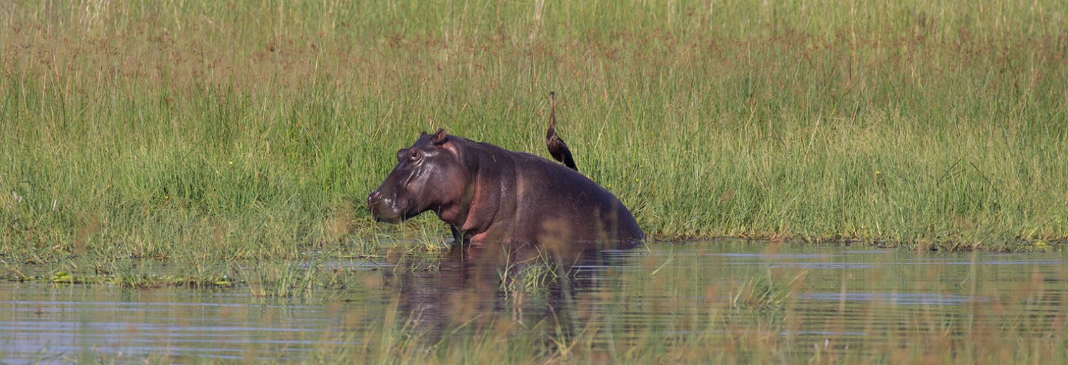 Hippo, Okavango Delta, Botswana