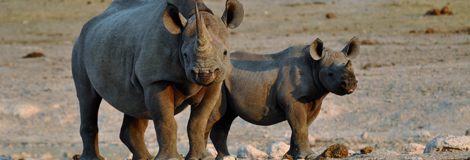 Rhino, Damaraland, Namibia