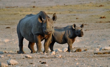 Rhino, Damaraland, Namibia