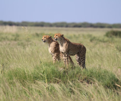 Cheetah, Savuti, Botswana