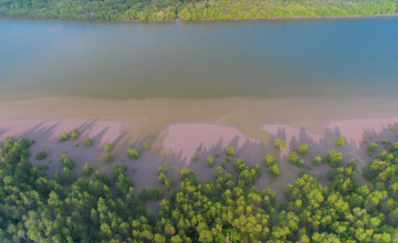 Green Mangrove Tress At Santubong River