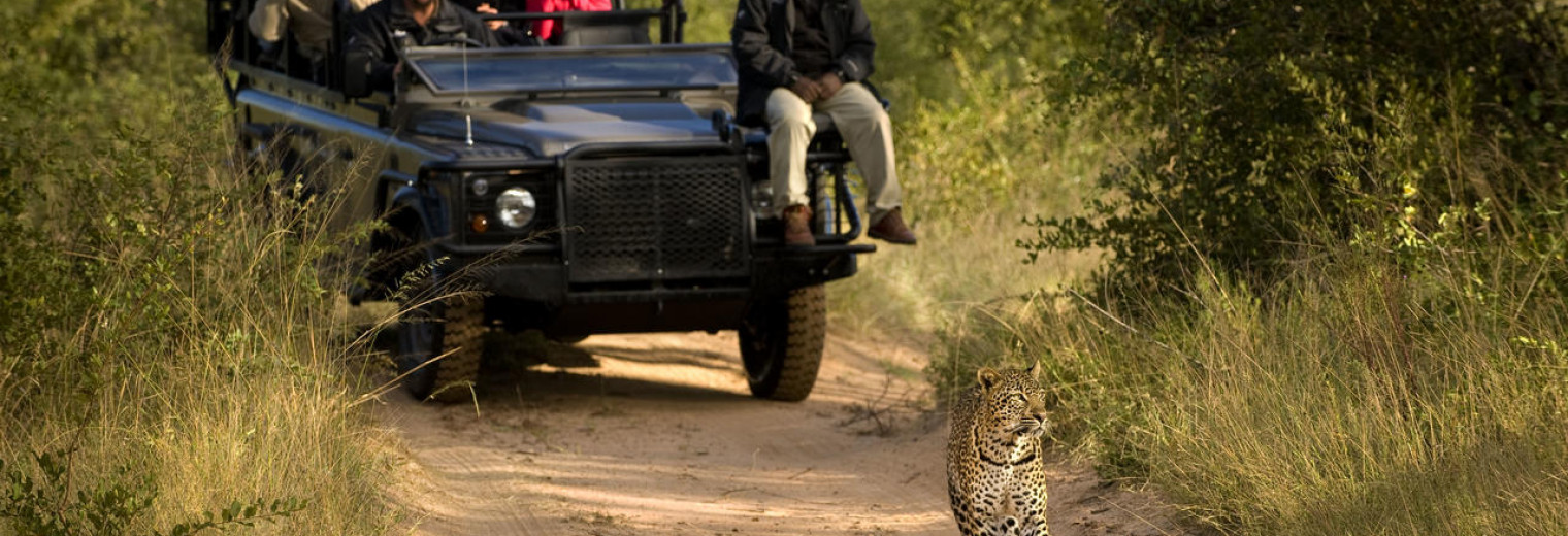 Safari, Kruger National Park, South Africa