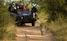 Safari, Kruger National Park, South Africa