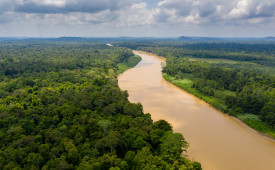 Kinabatangan River, Borneo