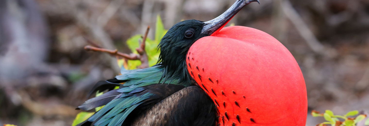 Frigatebird, Galapagos Islands