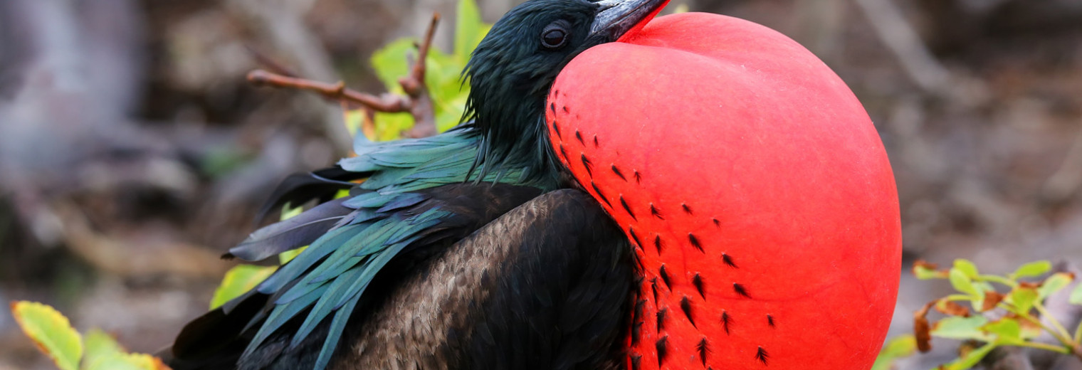 Frigatebird, Galapagos Islands