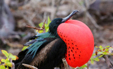 Frigatebird, Galapagos Islands