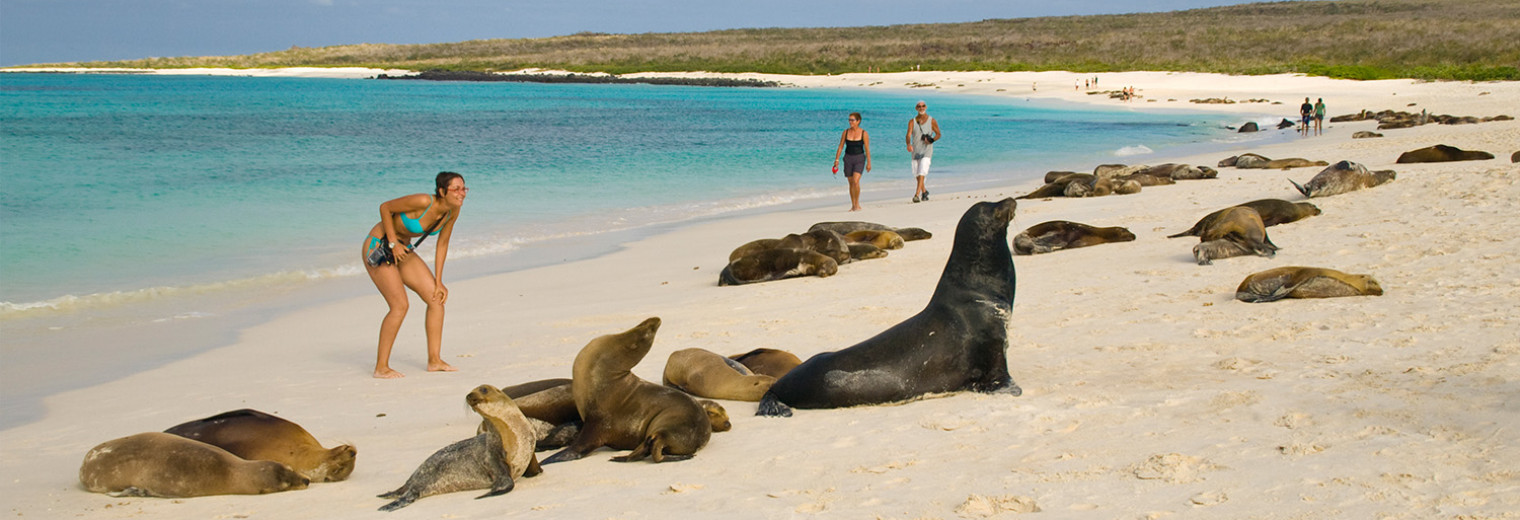 Sea lions, Galapagos Islands