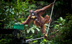 Semenggoh Orangutan Rehabilitation Centre