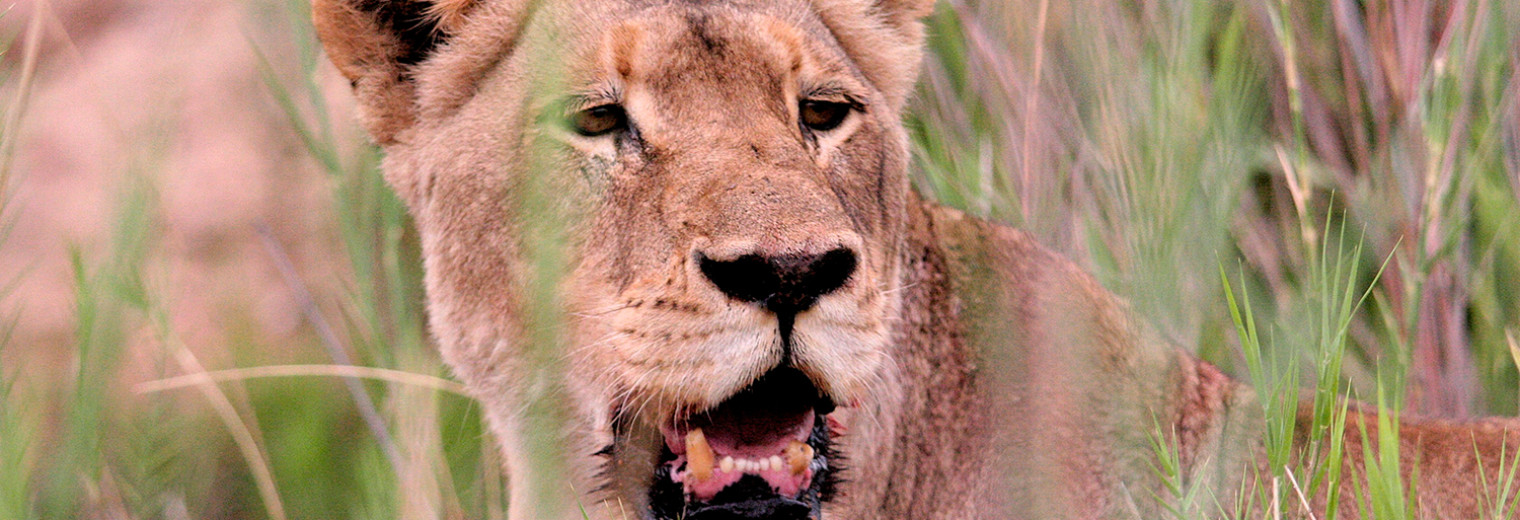 Lion, Kruger National Park, South Africa