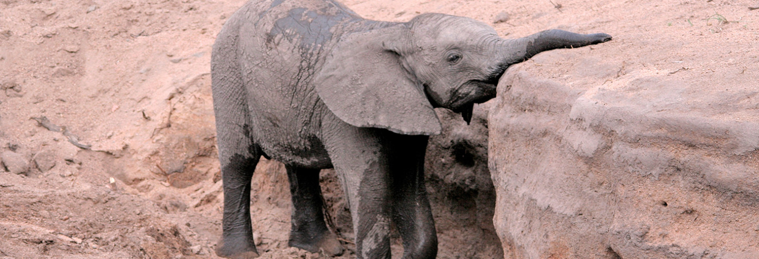 Baby elephant, Kruger National Park, South Africa