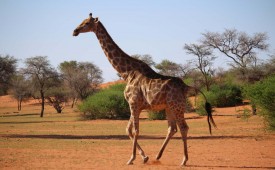 Giraffe, Kalahari, Namibia