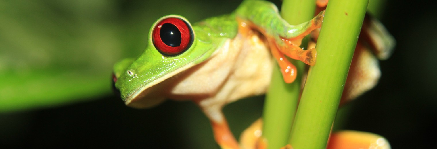 Tortuguero, Costa Rica